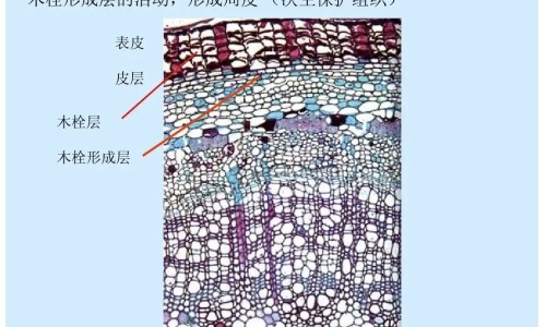天王补心丸的功效药的成分都是什么-天王补心丸成分和功能主治网 - 为你提供天王补心丸的功能与副作用、天王补心丸说明书及用量