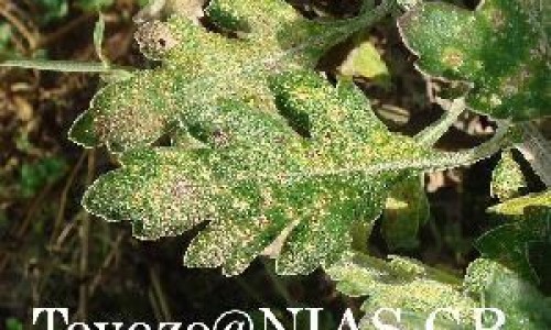 天王补心丸成分和功能主治网 - 为你提供天王补心丸的功能与副作用、天王补心丸说明书及用量